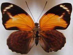 Agrias pericles mauensis female ABERRATION (Internet Image property of respective owner, non-commercial use only)